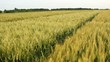barley field