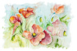 Poppies meadow
