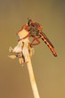 Mosca
