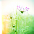 Photo: Beautiful Floral Flower Background design Beautiful Floral Flower Background design