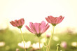 Photo: Beautiful Floral Flower Background design Beautiful Floral Flower Background design