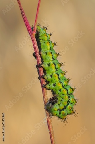 Photo: Bruco Bruco