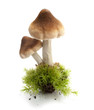 mousse et champignon sauvage