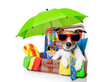 Photo: summer holiday dog summer holiday dog