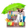 summer holiday dog