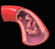 Arteria coronaria normal