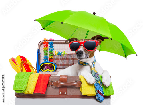 Photo: summer holiday dog summer holiday dog