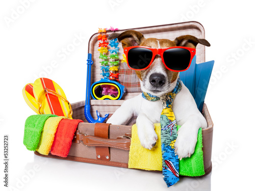 Photo: summer holiday dog summer holiday dog