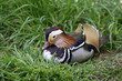 Foto: Mandarinente Mandarinente