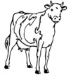 Cow