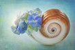 Photo: Hortensia flowers Hortensia flowers