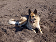 Dog digger 2