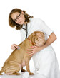 vet checking the heart rate of a adult sharpei dog. 
