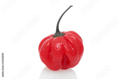 Photo: Chilisorte Habanero Chilisorte Habanero
