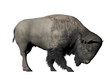 Illustration: Bison head down - 3D render Bison head down - 3D render