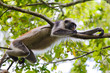 Photo: red colobus monkey sleeping red colobus monkey sleeping