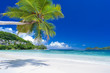 Photo: cocotier penché sur plage des Seychelles cocotier penché sur plage des Seychelles