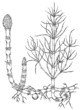 Meadow horsetail (Equisetum pratense)