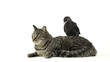 Western Jackdaw standing on a cat lying
