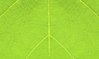 Photo: feuille de vigne feuille de vigne