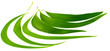 Photo: feuille d'eucalyptus feuille d'eucalyptus