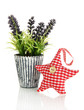 Soft toy shape of star with lavender isolated on white