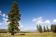 Baum auf einer Wiese an der Tioga Road, Yosemite National Park