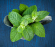 Mint in the garden watering