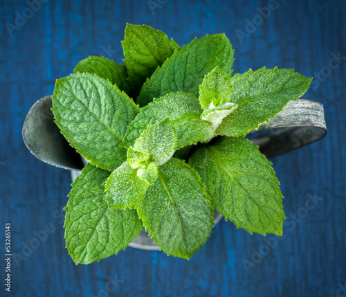 Photo: Mint in the garden watering Mint in the garden watering