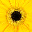 Square Macro of  Yellow Gerbera Flower