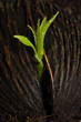 young plant