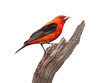 Tanager Pride
