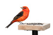 Tanager and Sunflower Seeds