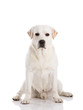 Labrador dog sitting on floor