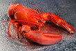 Red lobster on grey background