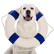 Labrador dog with a sailor buoy