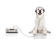 Photo: Labrador listen music Labrador listen music