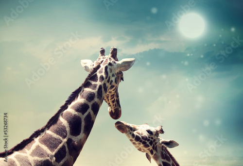 Fototapeta Giraffes in friendship or love concept image
