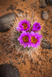 Cacti Blossom