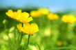 Photo: Beautiful spring buttercups Beautiful spring buttercups