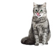 Grey cat isolated in white licking her face
