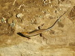 Lizard