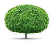 Ellipse oak tree isolated