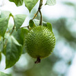 Oil from the seed pulp. Effective Treatment of liver cancer.