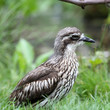 Bush Stone-curlew, Burhinus grallarius