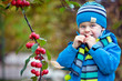Cute kid picking up small wild red apples