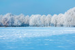 Winter trees