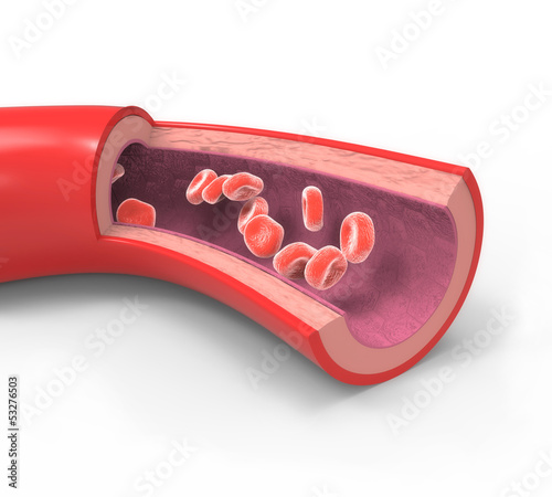 Illustration: Normal artery Normal artery