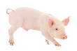Foto: Pig on white Pig on white