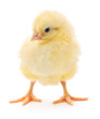 Small chicken